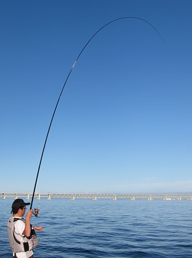 ダイワ メガディスハイパー 1号-53 - フカセでチヌ！