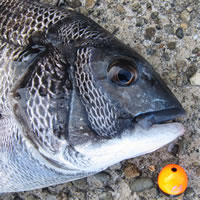 ダイワ オレガ一徹TS 1.5号-53V - フカセでチヌ！