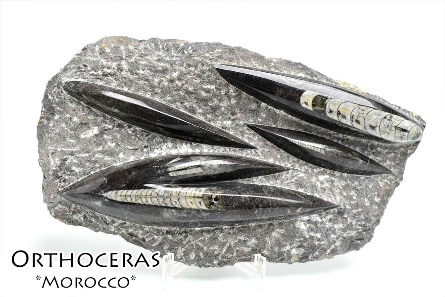 オルソセラス（直角貝/Orthoceras）化石プレート｜モロッコ産