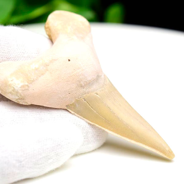 サメの歯 化石 モロッコ産｜オトドゥス オブリクス｜大きめ