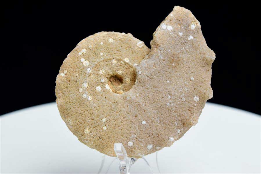 モロッコ産アンモナイト 化石 方解石化｜非研磨｜ammonite｜アップ