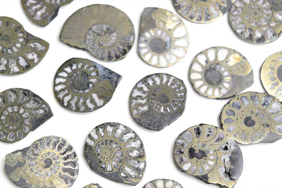 アンモナイト スライス 化石｜銅化｜黄鉄鉱化｜モロッコ産｜アップ