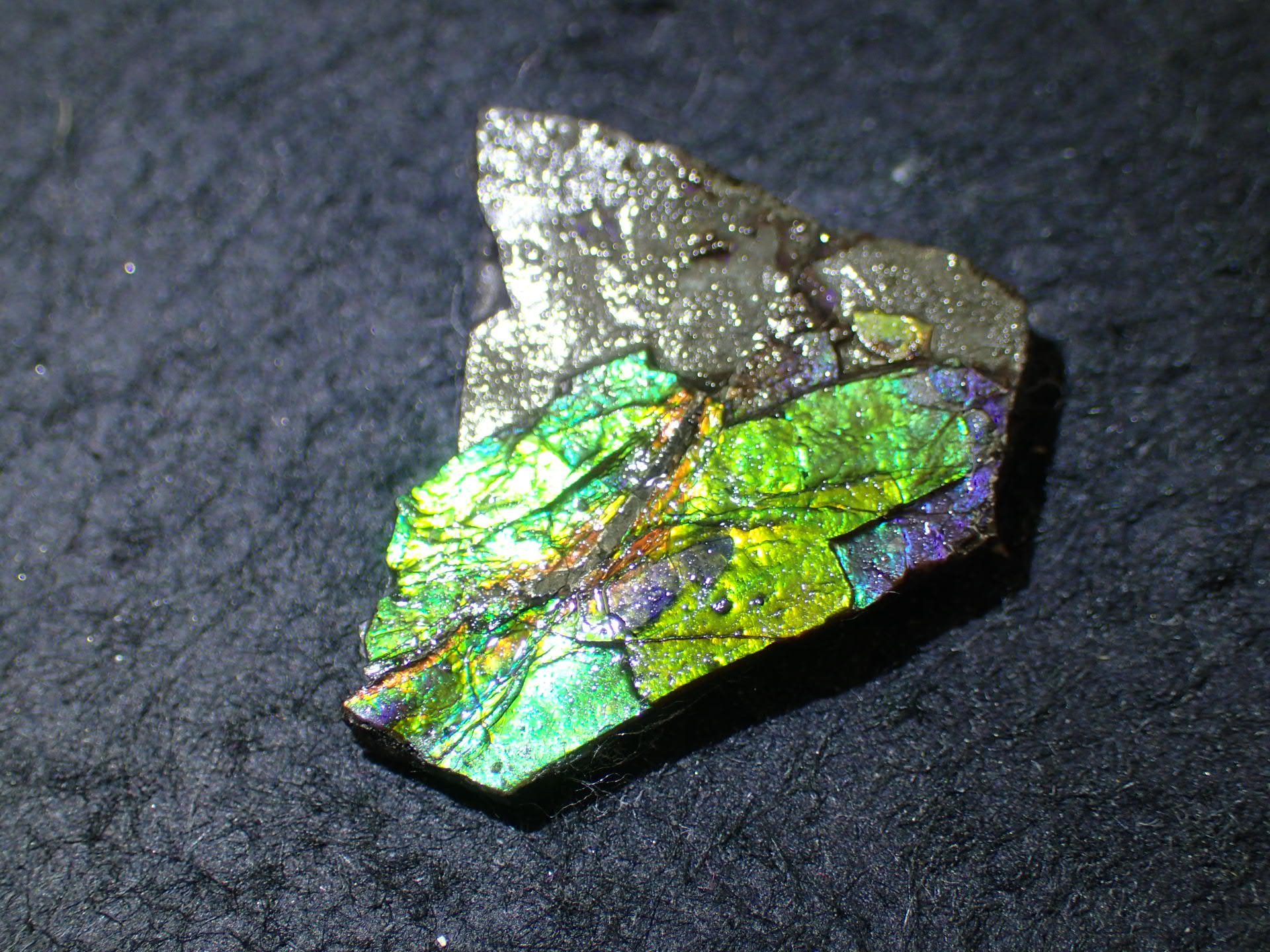 最高品質アンモライト(Ammolite) Alberta, Canada カナダアルバータ州