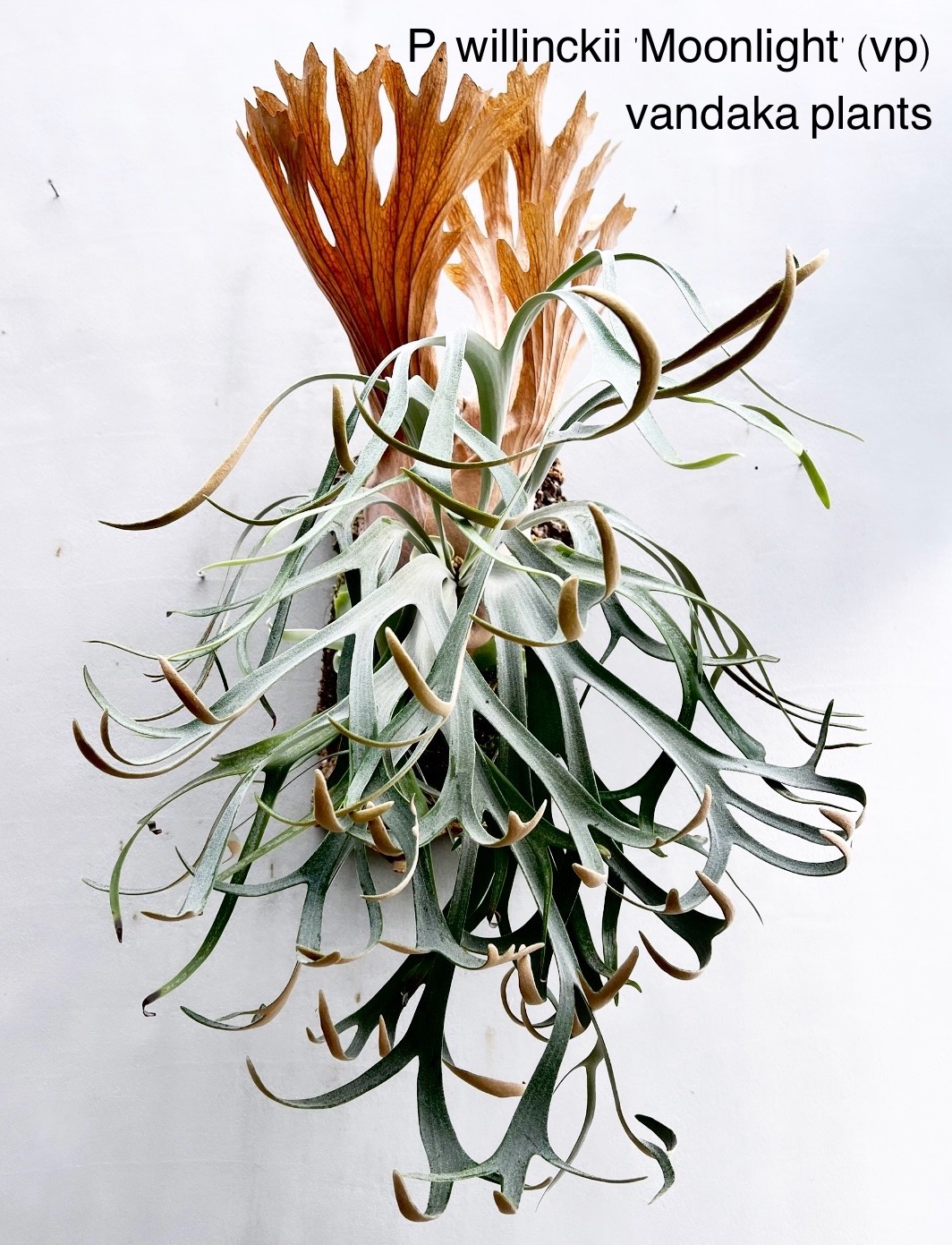 コラム】 ビカクシダ 2つの'ムーンライト'と'月光'（月光爪哇