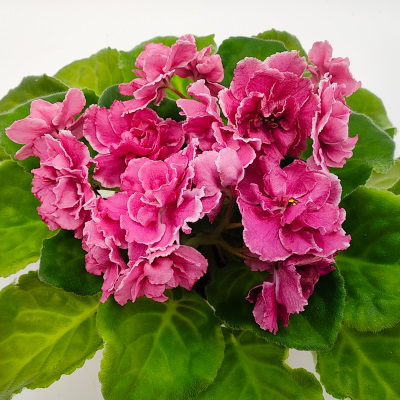 African violet RS Sun God - The Violet Barn - African Violets and More