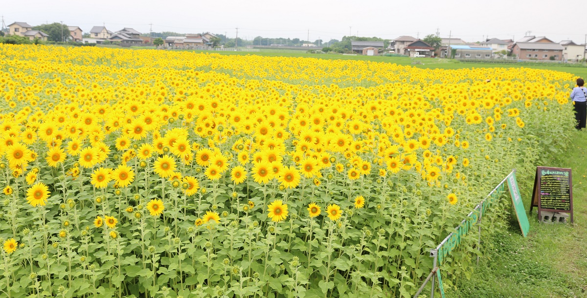また来たいと思える場所に 四日市市上海老町のヒマワリ畑で見頃 | YOU