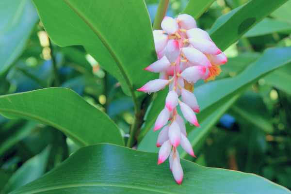 再販スタート｜沖縄 月桃（タイリン）エッセンシャルオイル - ヤング