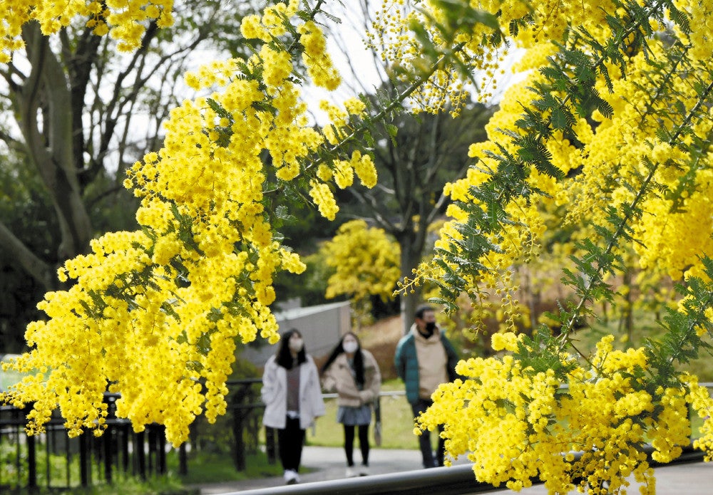 ミモザの花が満開、輝く黄色「明るい気持ちになり元気出ます」…北九州