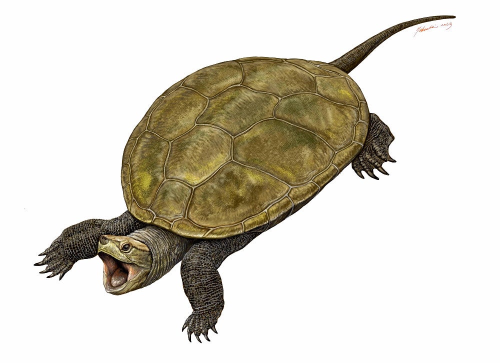 新種のカメの化石、掘り出したのは小学3年生…研究員「ルーツを探る上