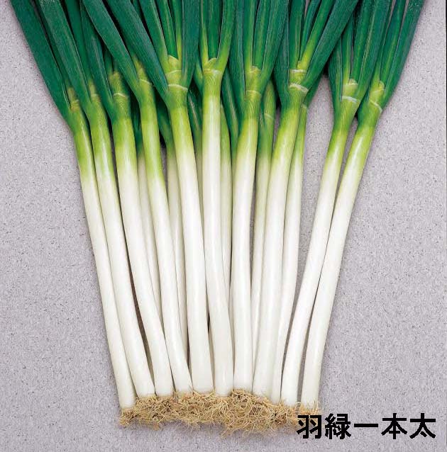 ネギ 羽緑一本太 花と野菜の種・肥料・農薬やガーデニング用品の販売