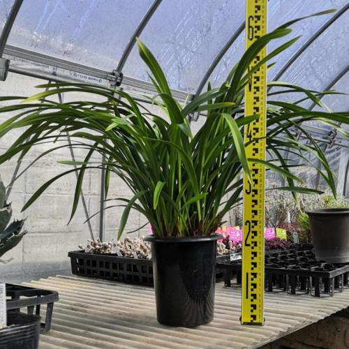 やましち山野草店 / 送料無料 キンリョウヘン（金稜辺）5．5号鉢