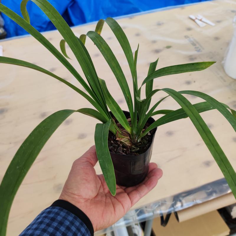 やましち山野草店 / キンリョウヘン 原種系 赤花 9cmロングポット苗