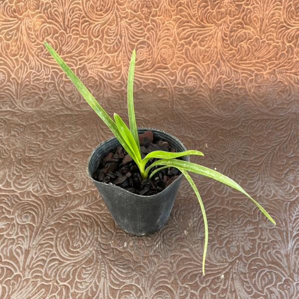 やましち山野草店 / キンリョウヘン（金稜辺）