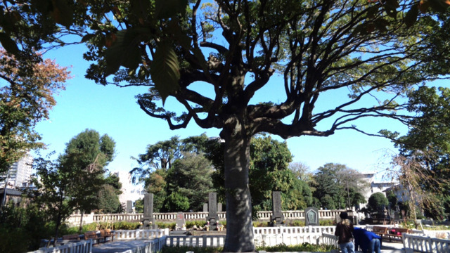 報告】街の樹めぐりコース~鶯谷上野エリア~（2023年11月23日/28日