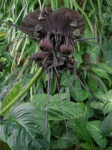 ブラックキャット(タッカ・シャントリエリ)の育て方｜ヤサシイエンゲイ