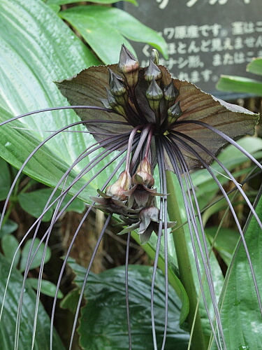 ブラックキャット(タッカ・シャントリエリ)の育て方｜ヤサシイエンゲイ