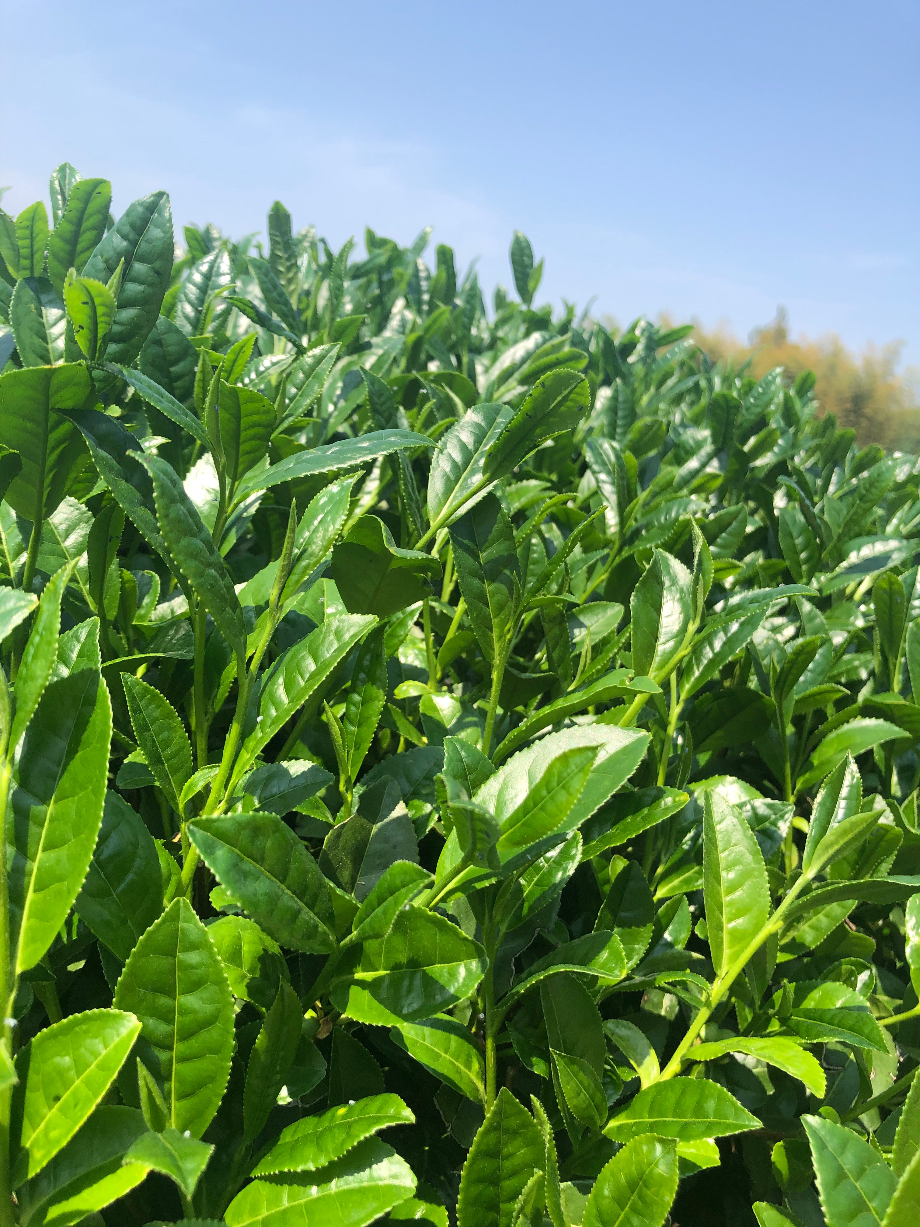 鈴木環】ピジョンカップ(小) - 日本茶専門店YUGEN