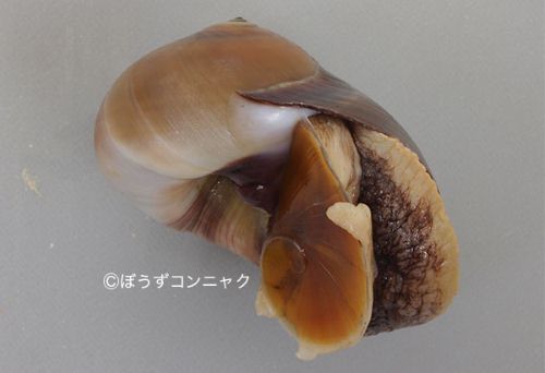 ツメタガイ | 軟体 | 市場魚貝類図鑑