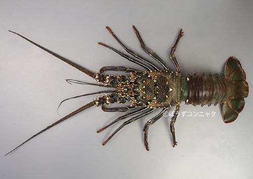 シマイセエビ | 甲殻 | 市場魚貝類図鑑