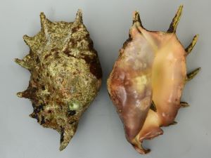 ラクダガイ | 軟体 | 市場魚貝類図鑑