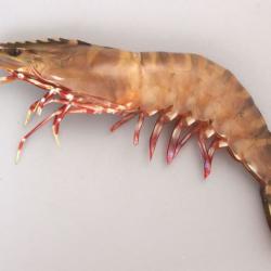 クマエビ (アシアカ) | 市場魚貝類図鑑