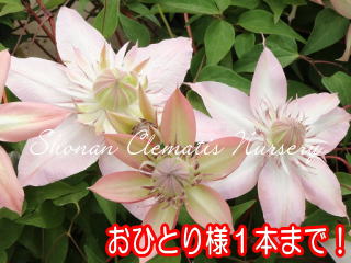 湘南クレマチス園 - 五弓桃万重