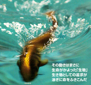 COFUNAZZY コフナジー ｜ IMAKATSU ｜