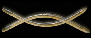 eel Crawler イールクローラー ｜ IMAKATSU ｜