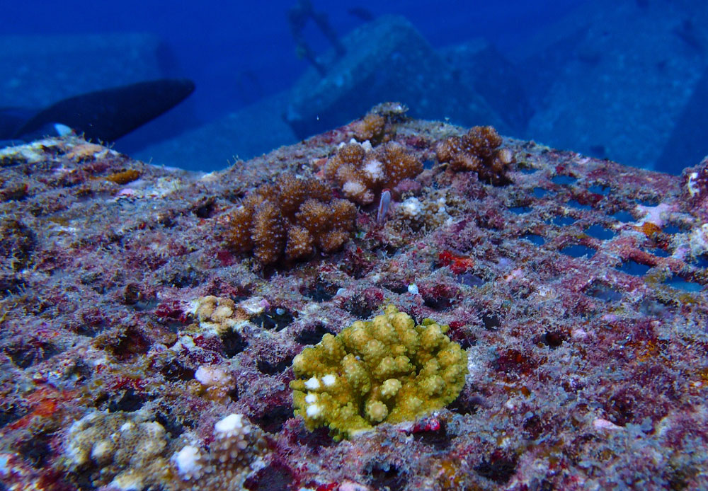 鹿島がサンゴ再生技術を開発、沖縄で効果確認 | 日経クロステック（xTECH）