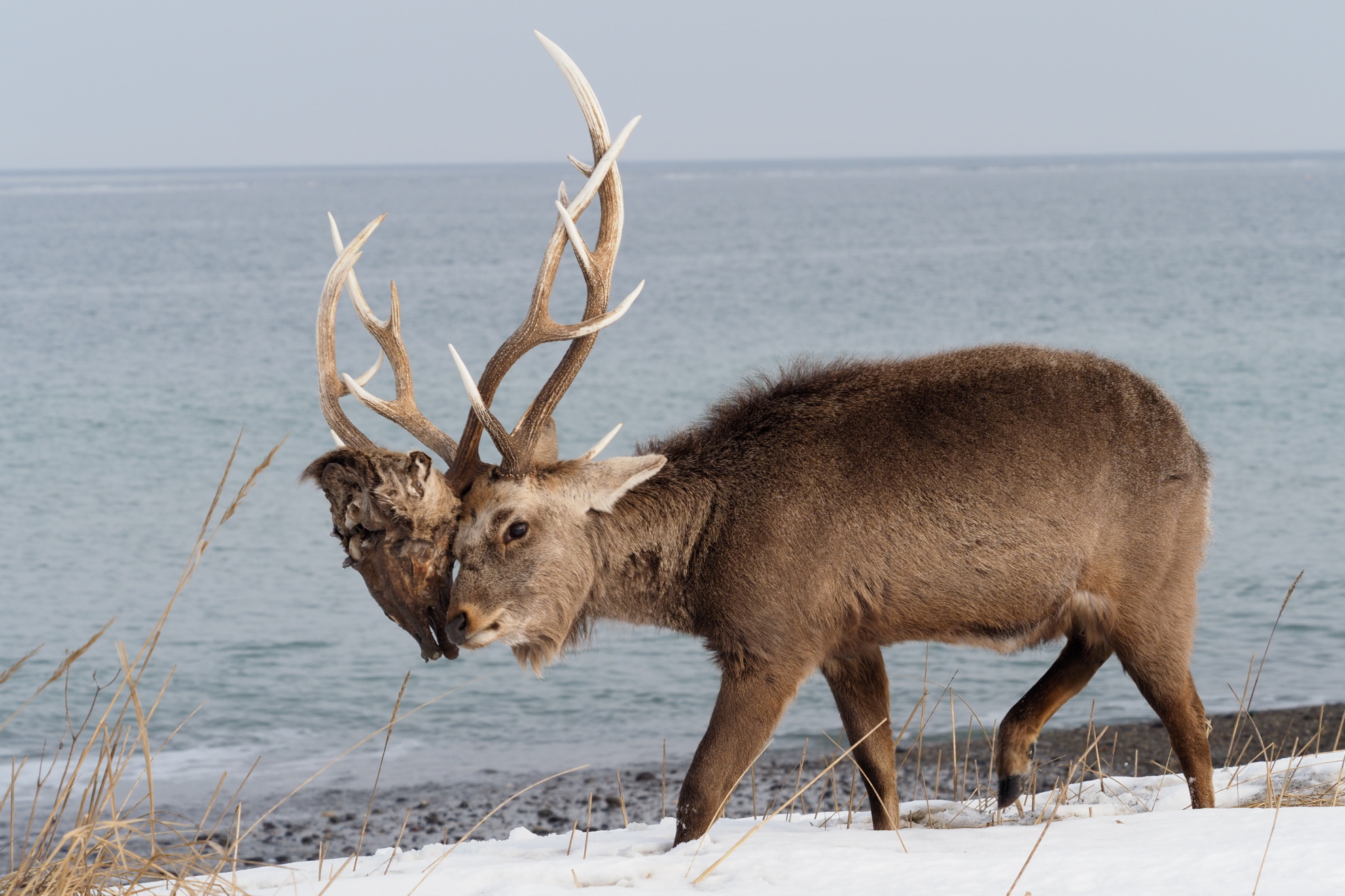 死んでも絡んだ角が離れない エゾシカ【衝撃写真】
