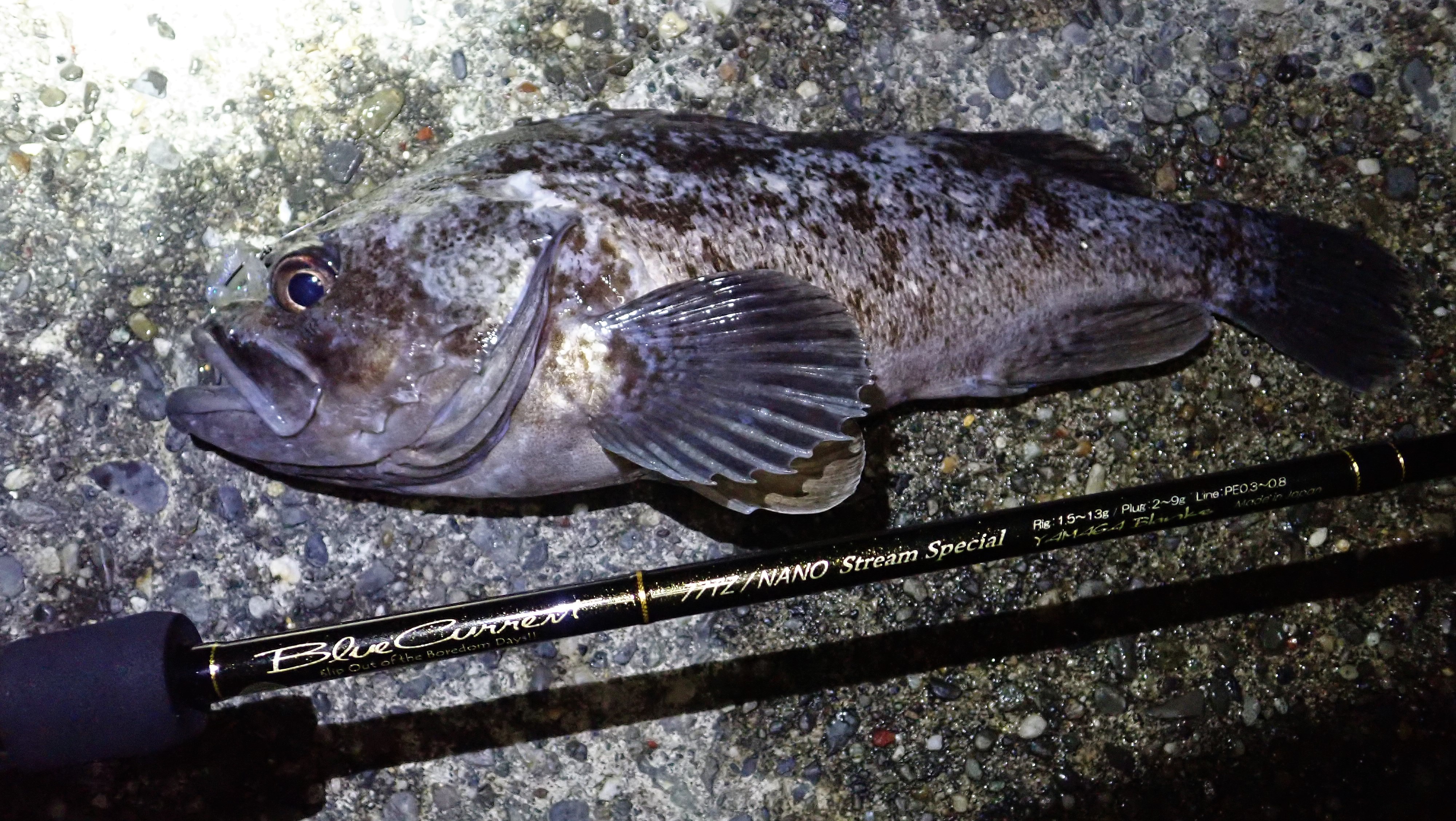 静岡県 ロックフィッシュ BlueCurrent 77/TZNANO Stream Special