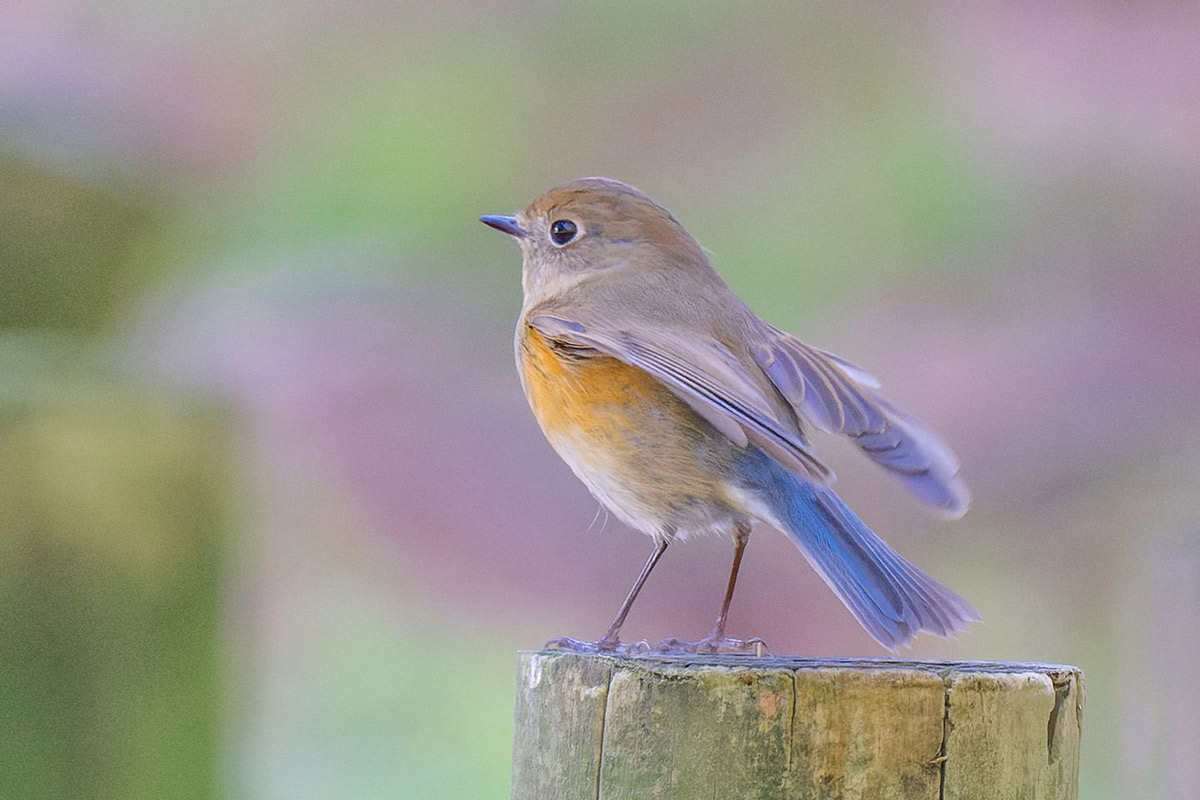 日本三大青い鳥」のひとつ ルリビタキ | 山形会議