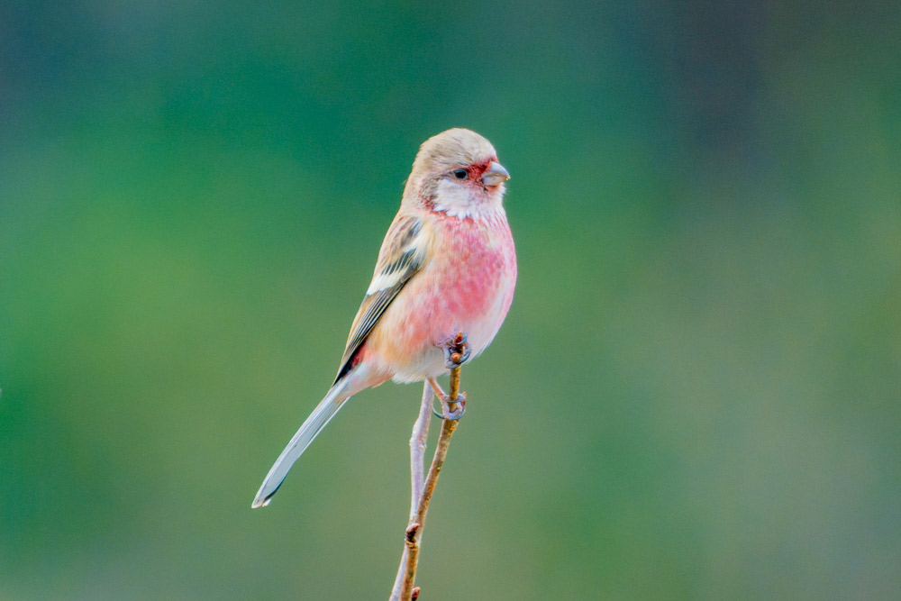 雪中に舞う深紅の小鳥 オオマシコ | 山形会議