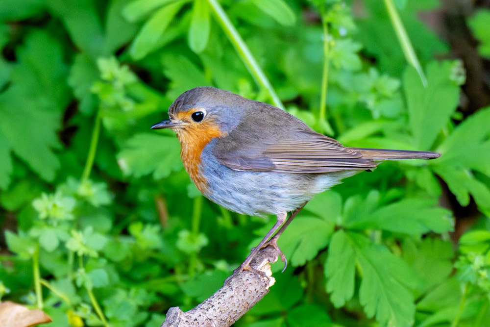 イギリスの国鳥 ヨーロッパコマドリ（ロビン） | 山形会議