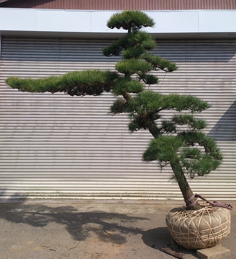 黒松 門かぶり 美品 販売 価格 | 有限会社 山田植木