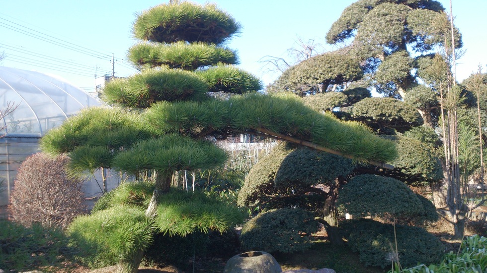 黒松 門かぶり 美品 販売 価格 | 有限会社 山田植木