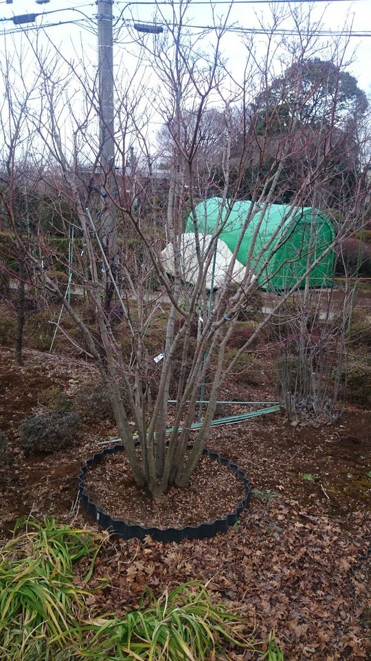 コハウチワカエデ本株立ち 超美品 お勧め品 販売 価格 | 有限会社 山田植木