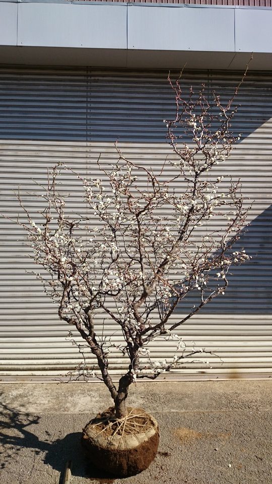 雲竜梅 大型商品 美品 販売 価格 | 有限会社 山田植木