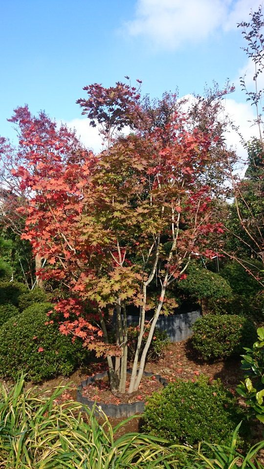 コハウチワカエデ株立ち02 美樹形品 販売 価格 | 有限会社 山田植木