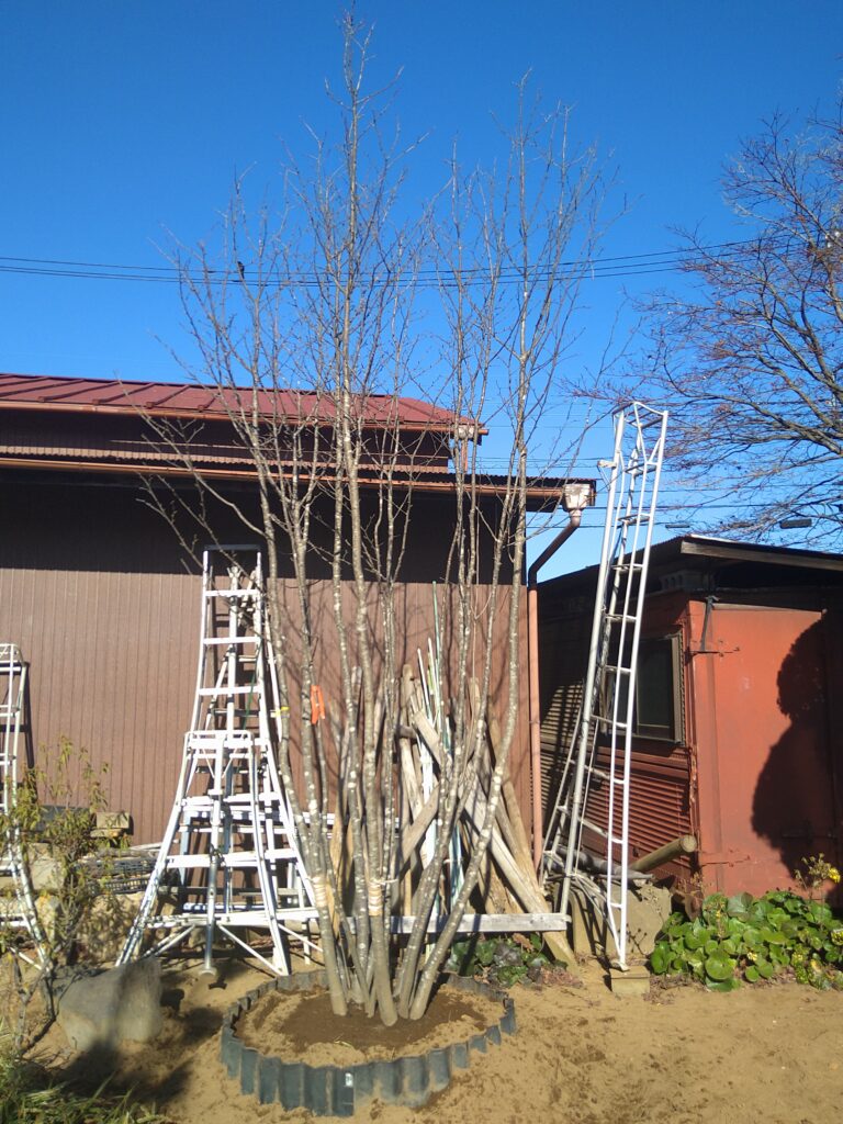 アオハダ株立ち 美品 大型商品 02 | 有限会社 山田植木