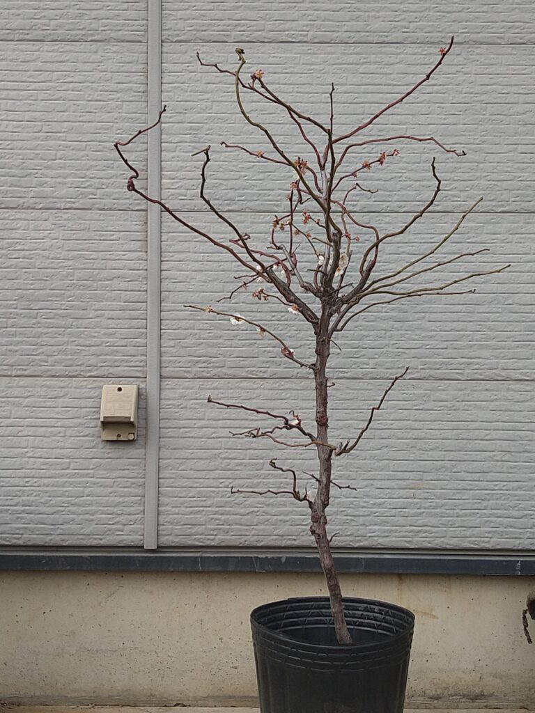 雲竜梅 ウンリュウバイ 03 | 有限会社 山田植木