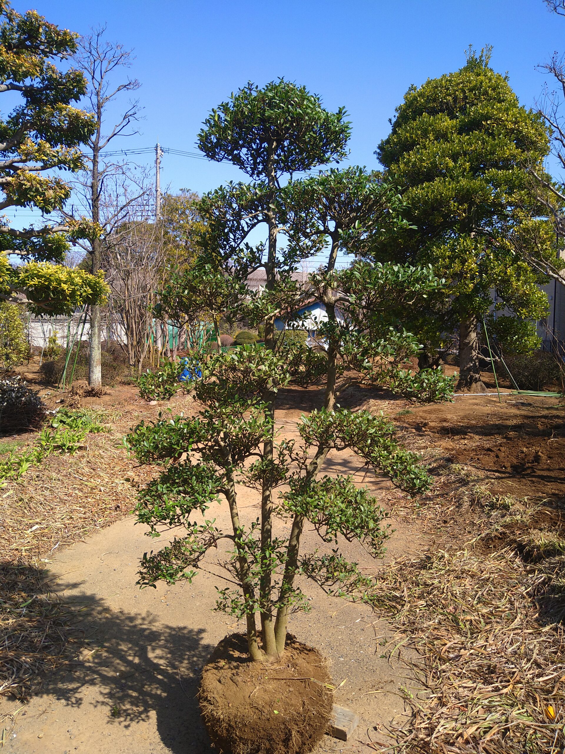 ツゲ段作り 玉散らし 仕立物 3株立ち | 有限会社 山田植木