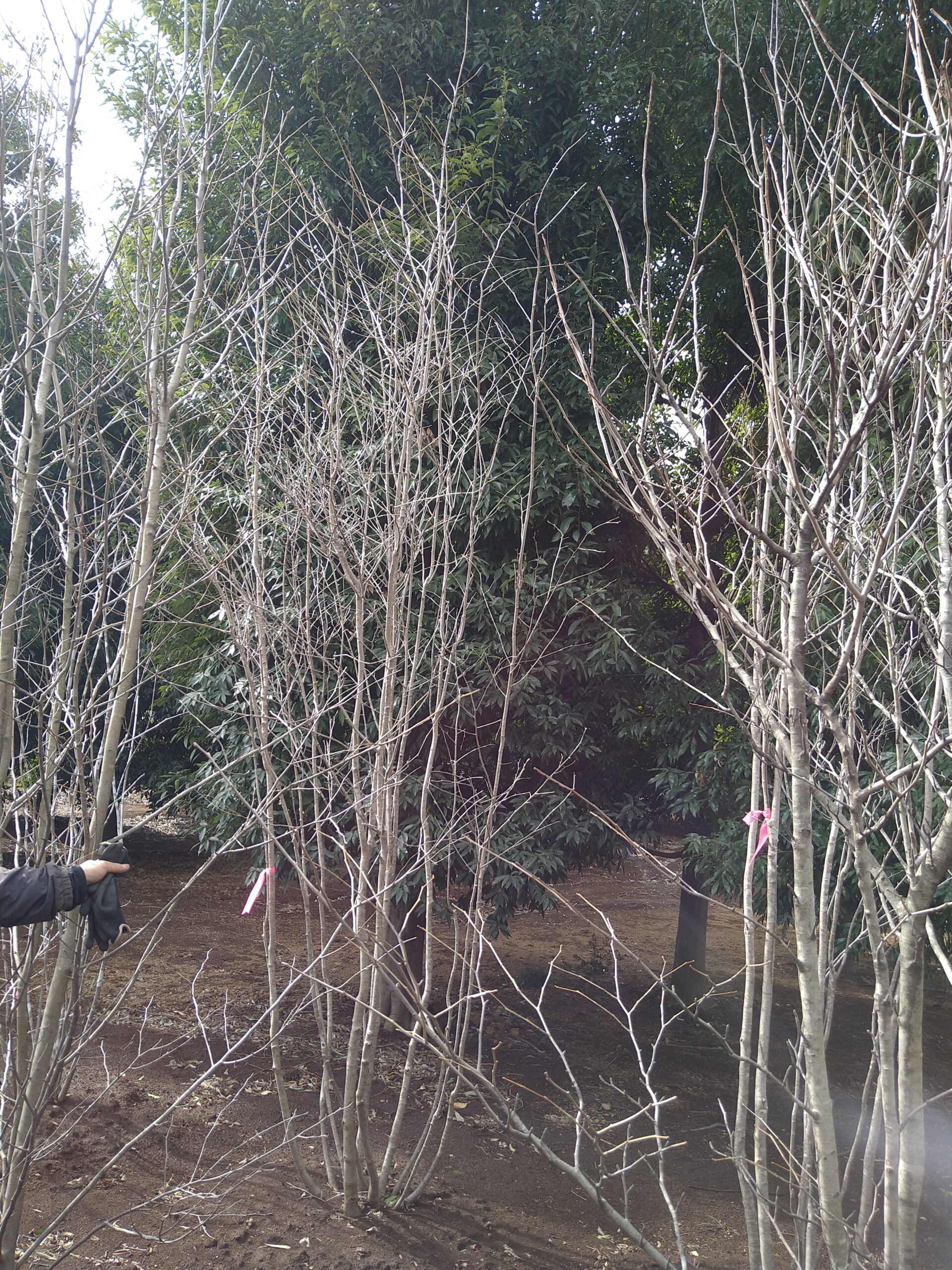 美樹形・山採り】アオハダ株立ち（青肌）販売 埼玉 安行 大型商品