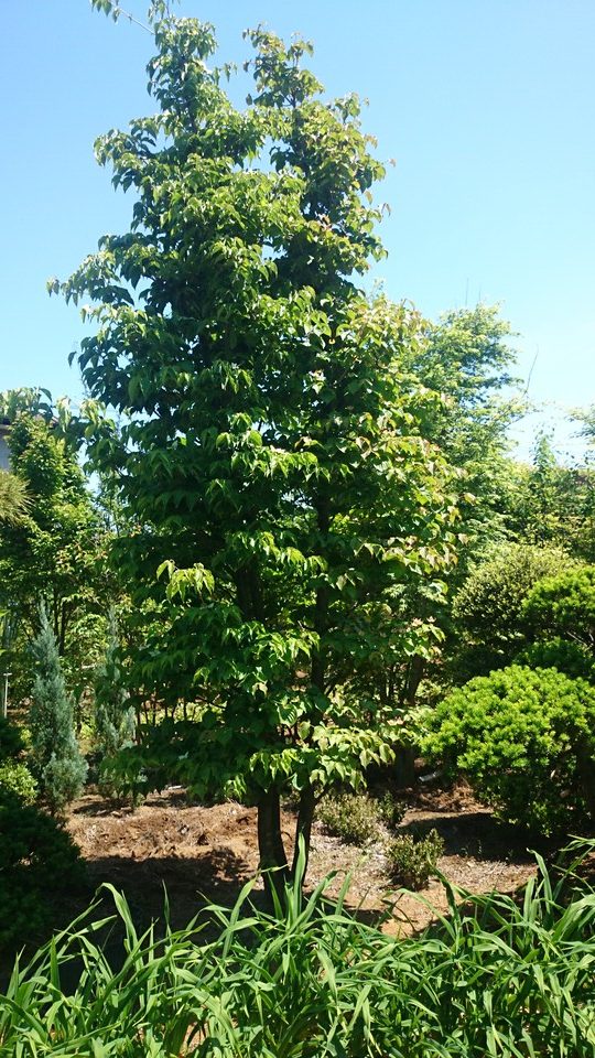 ヤマボウシ本株立ち美品 2色咲き 超希少品 | 有限会社 山田植木