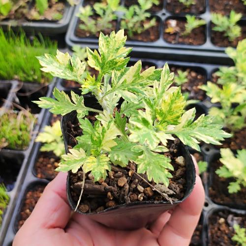やましち山野草店 / 斑入りヨモギ 3号ポット苗