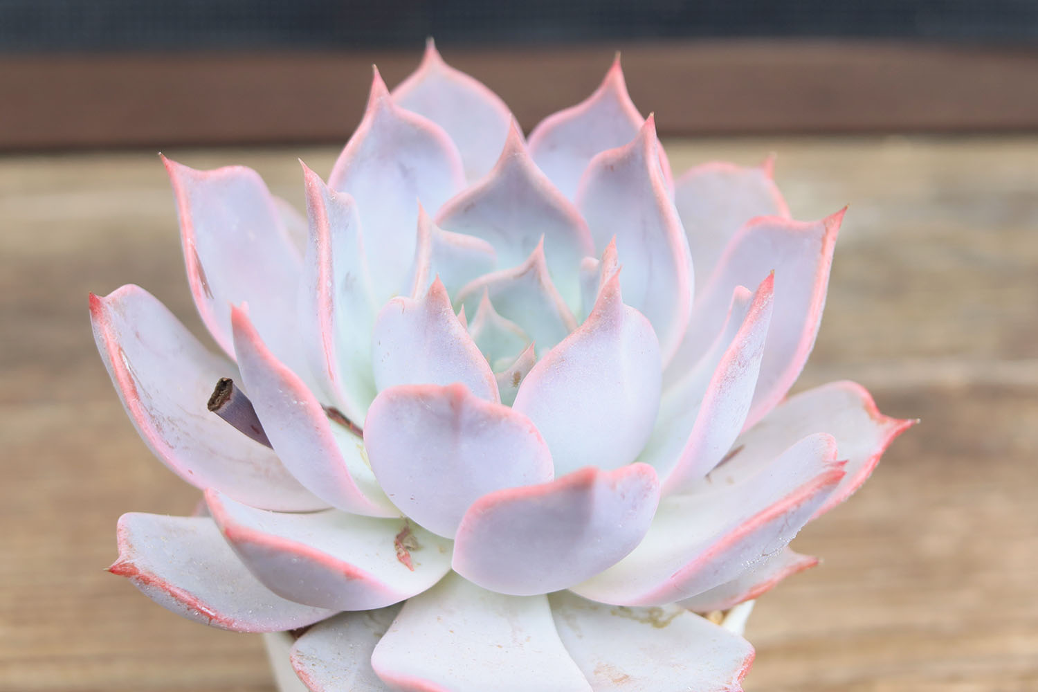 多肉図鑑】チェリークイーン（エケベリア属）