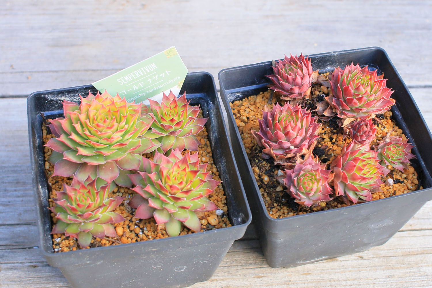 多肉図鑑】ゴールドナゲット（センペルビウム属）