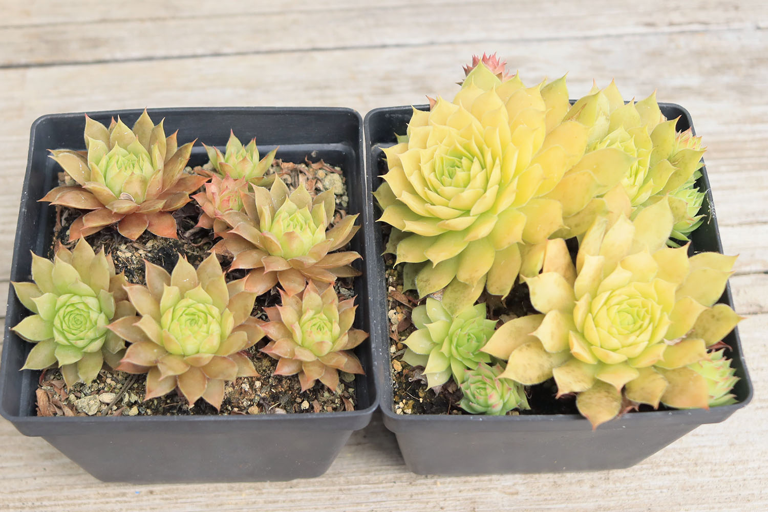 多肉図鑑】ゴールドナゲット（センペルビウム属）