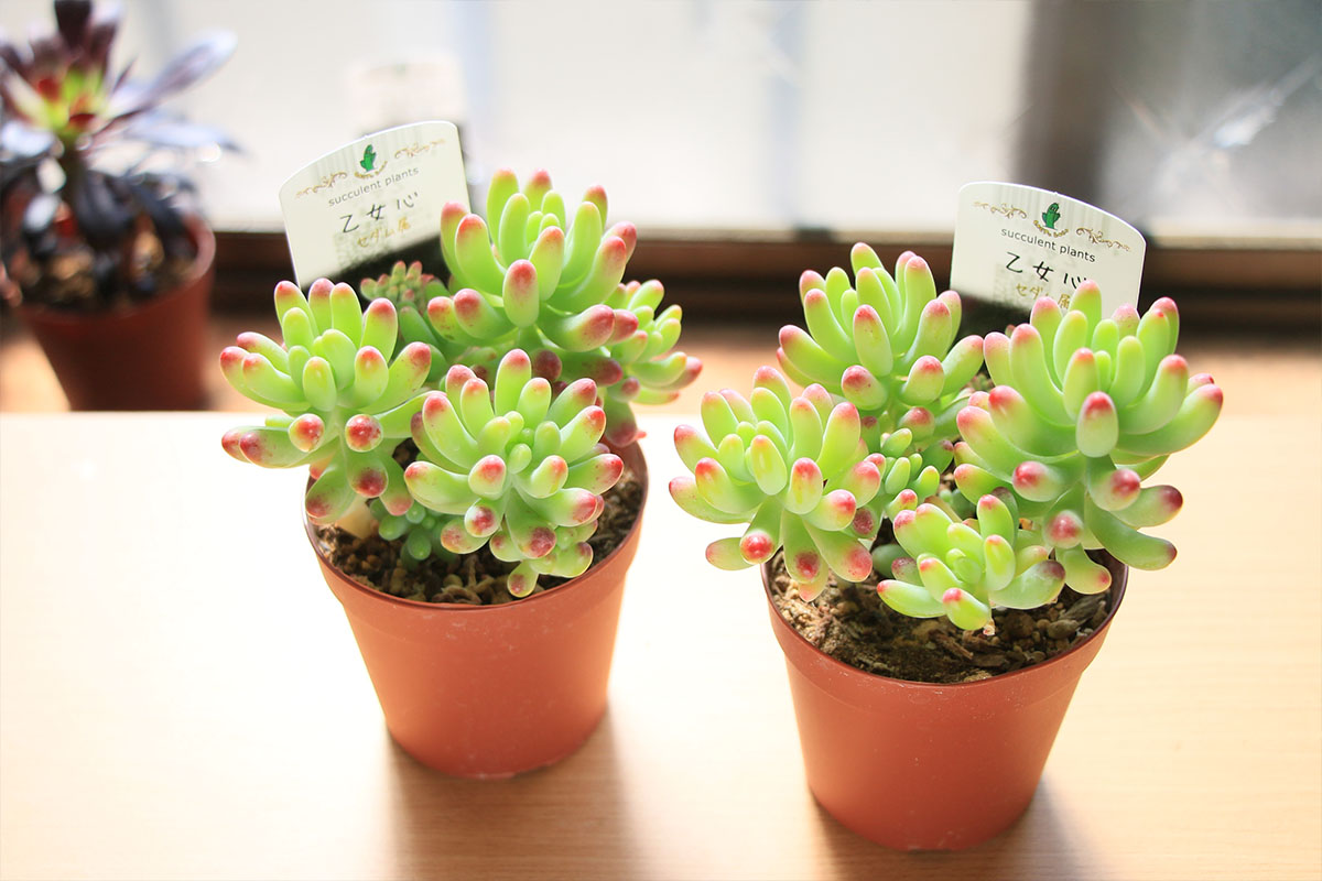 お纏め 多肉植物 乙女心錦 未発根 ✲乙女心錦の挿し芽をした(2024.03