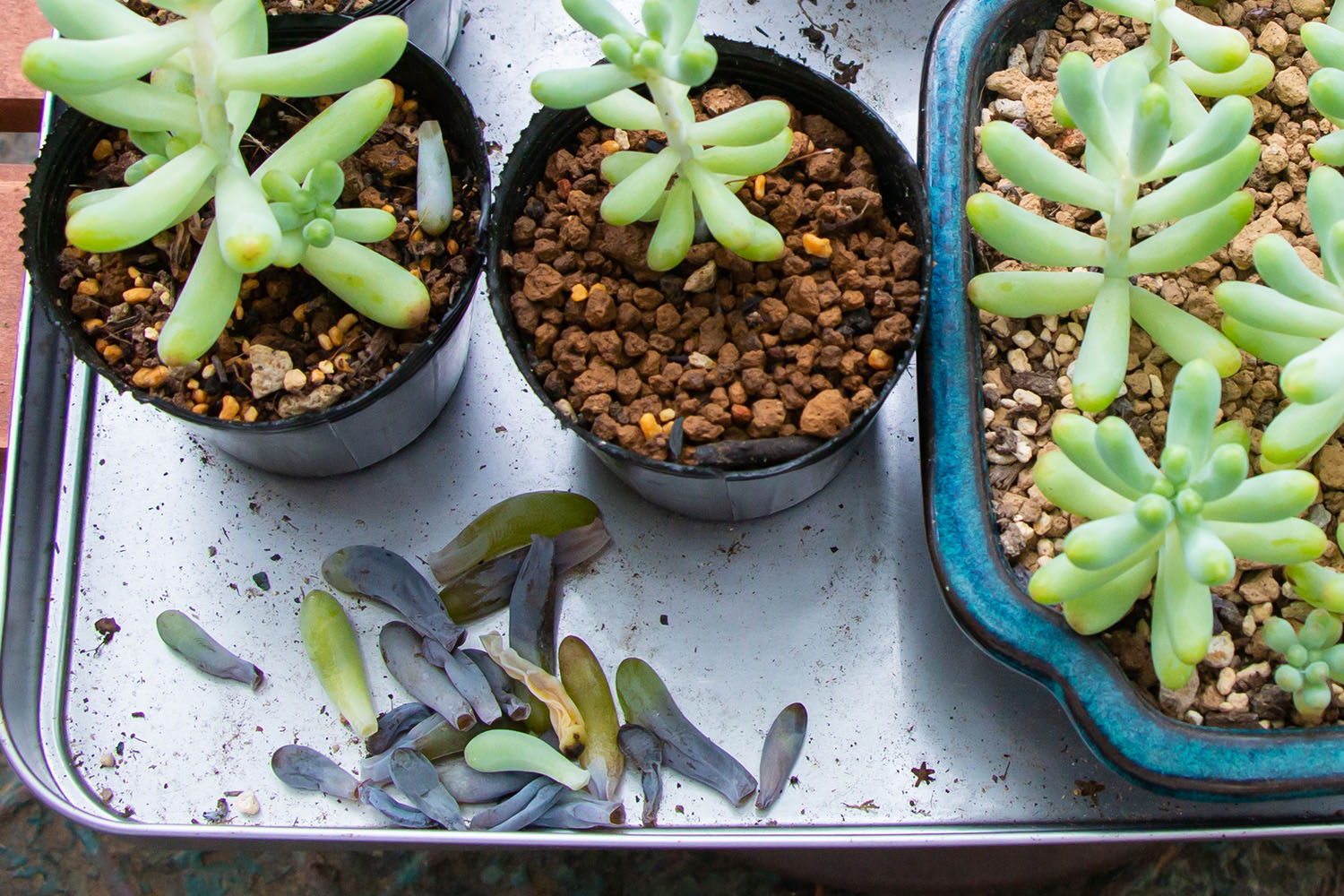 FTOYIN 多肉植物 ナイトライト 快適なナイトライト 【公式通販】